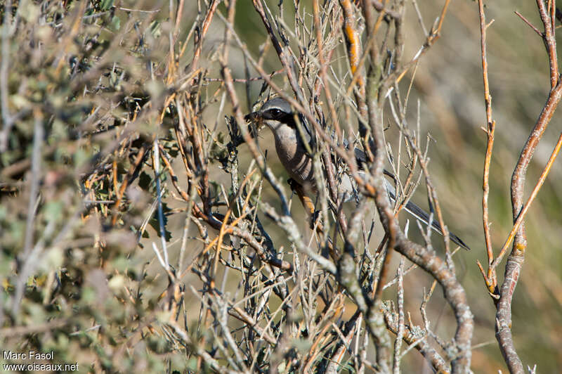 Iberian Grey Shrikeadult breeding, habitat, camouflage, feeding habits, Reproduction-nesting