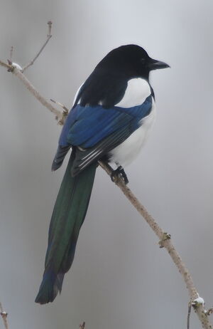 Eurasian Magpie