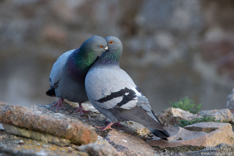 Rock Doveadult breeding, courting display