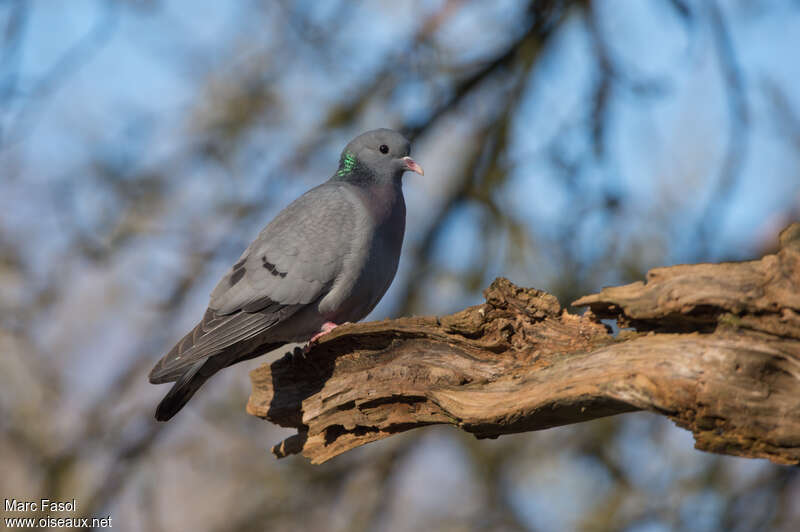 Pigeon colombinadulte, identification