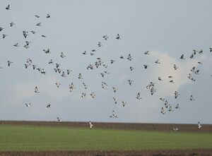 Pigeon colombin 
&copy; Marc Fasol