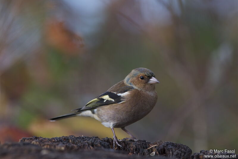 Common Chaffinch male adult post breeding, identification