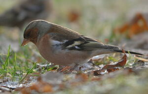 Common Chaffinch 
&copy; Marc Fasol