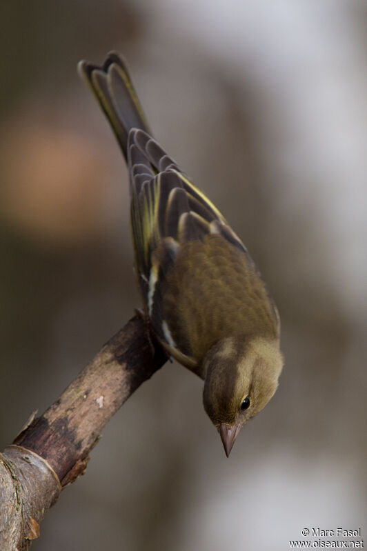 Common Chaffinch female adult, identification