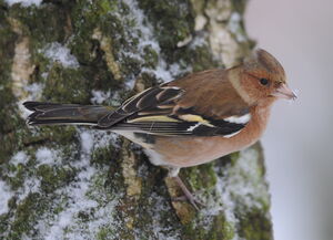 Common Chaffinch 
&copy; Marc Fasol