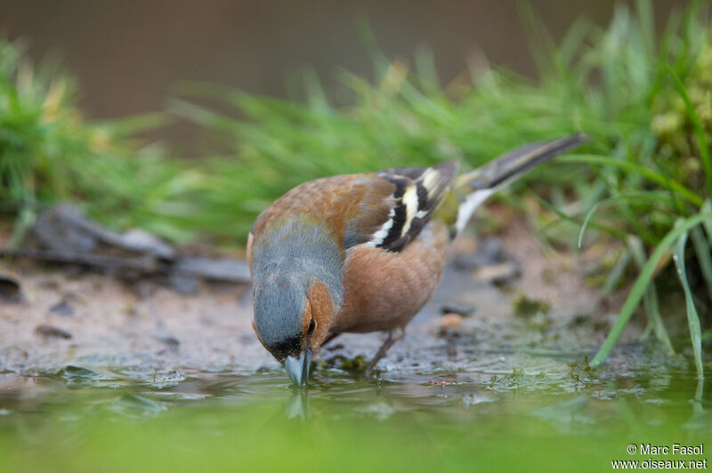 Common Chaffinch male adult breeding, identification, drinks