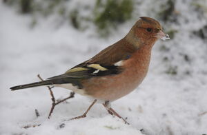 Common Chaffinch 
&copy; Marc Fasol