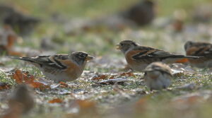 Brambling