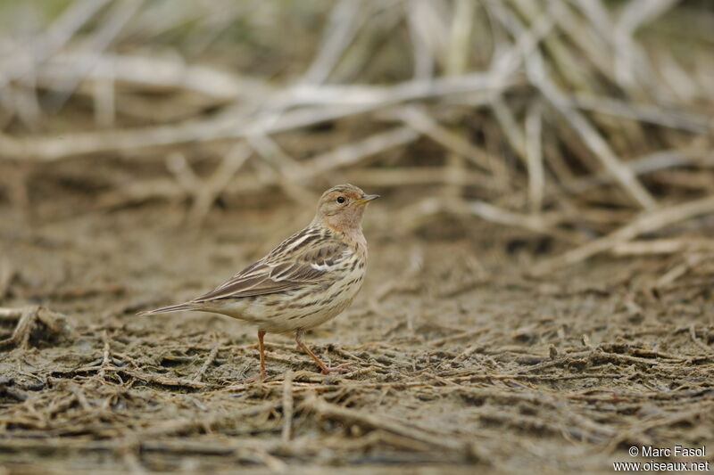 Red-throated Pipit male adult breeding, identification