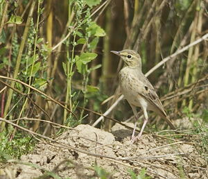 Pipit rousseline