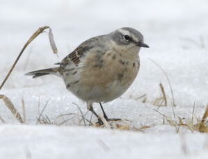 Water Pipit