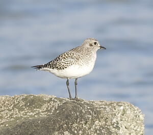Grey Plover