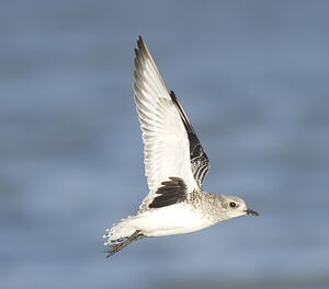 Grey Plover