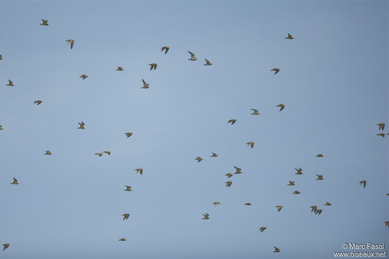 European Golden Plover, Flight