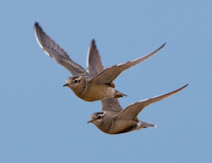 Eurasian Dotterel