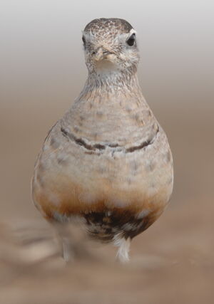 Eurasian Dotterel