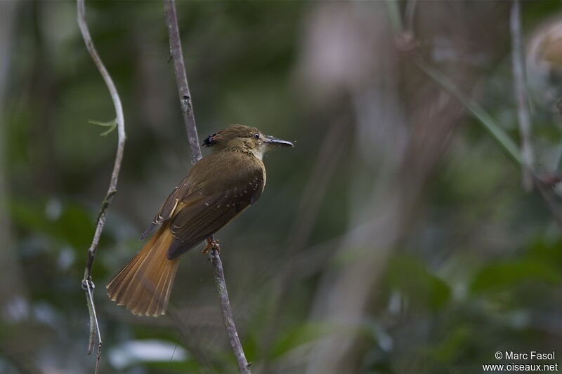 Tropical Royal Flycatcher male adult breeding, identification, Behaviour