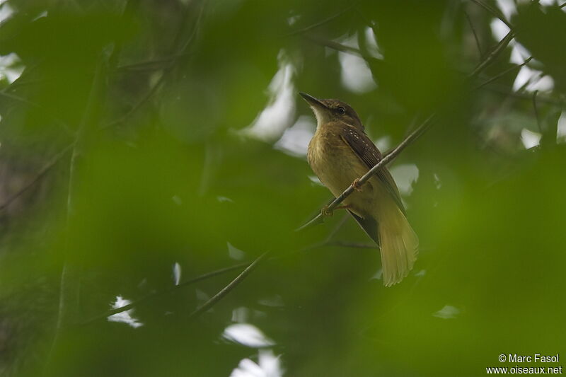 Amazonian Royal Flycatcheradult, identification