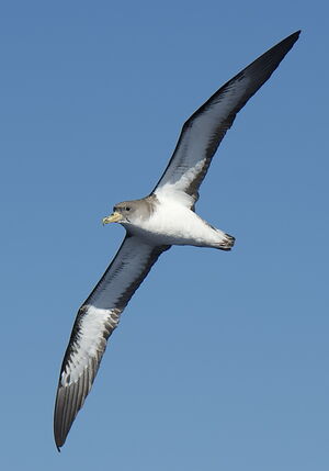 Puffin cendré