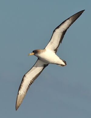 Puffin cendré