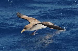 Puffin cendré