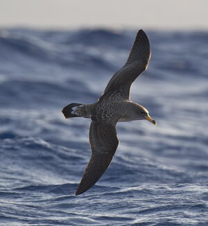 Puffin cendré