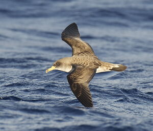 Puffin cendré