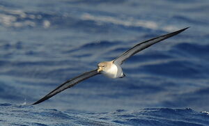 Puffin cendré