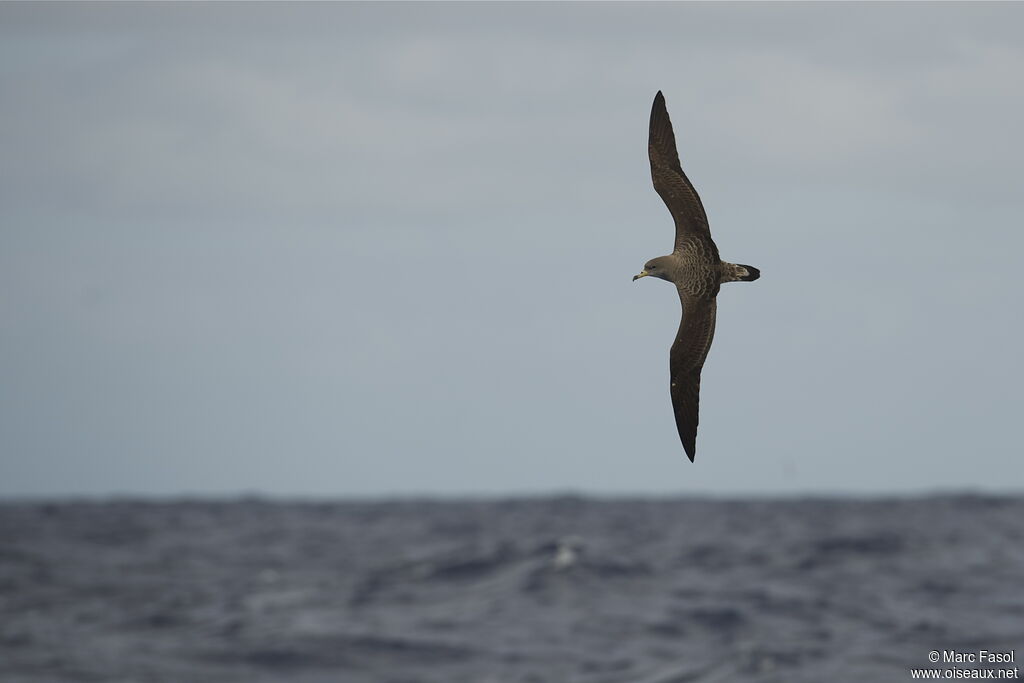 Puffin cendré - Calonectris diomedea