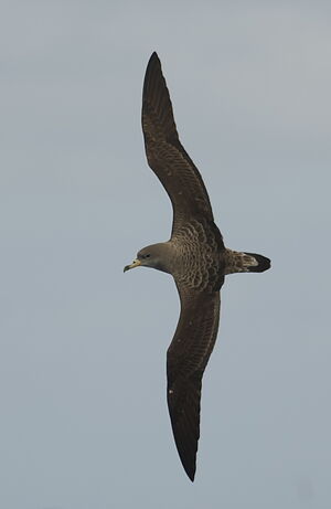 Puffin cendré