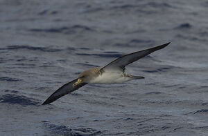 Puffin cendré