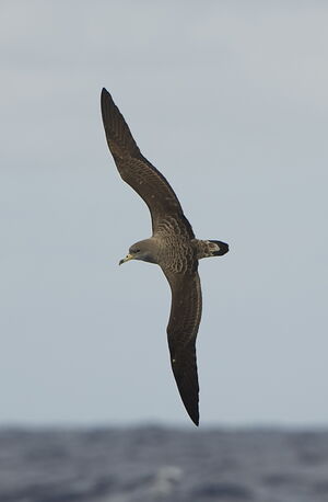 Puffin cendré
