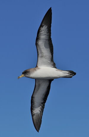 Puffin cendré