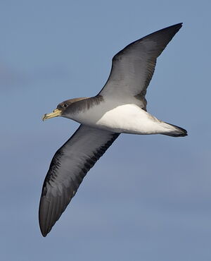 Puffin cendré