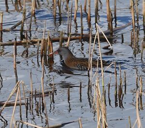 Water Rail