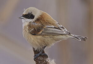 Rémiz penduline