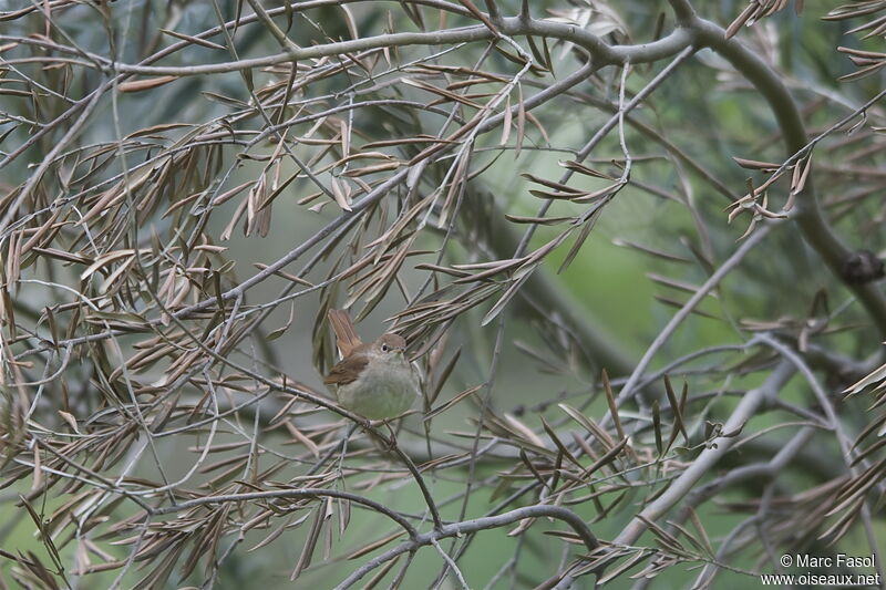 Common Nightingaleadult breeding, identification