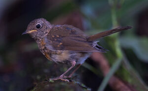 European Robin