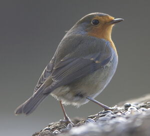 European Robin