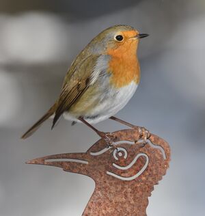 European Robin