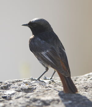 Black Redstart