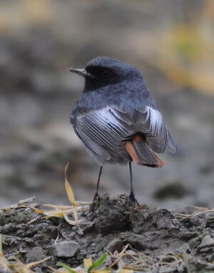 Black Redstart