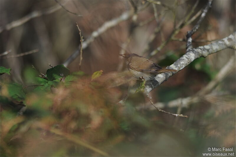 Blyth's Reed Warbler, identification