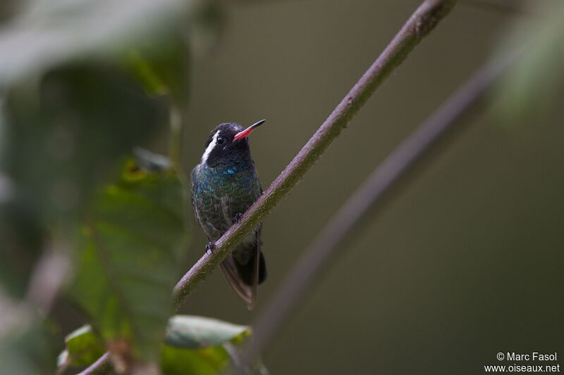 White-eared Hummingbird male adult breeding, identification