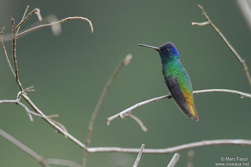 Golden-tailed Sapphire male adult breeding, identification