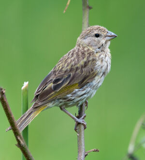 Saffron Finch
