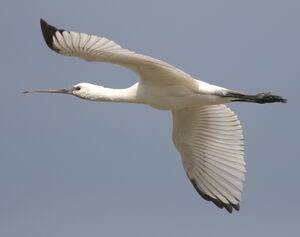 Eurasian Spoonbill
