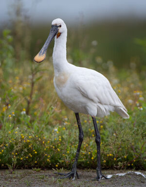 Eurasian Spoonbill