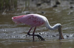 Roseate Spoonbill
