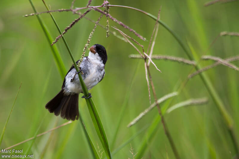 White-bellied Seedeater male adult, feeding habits, eats